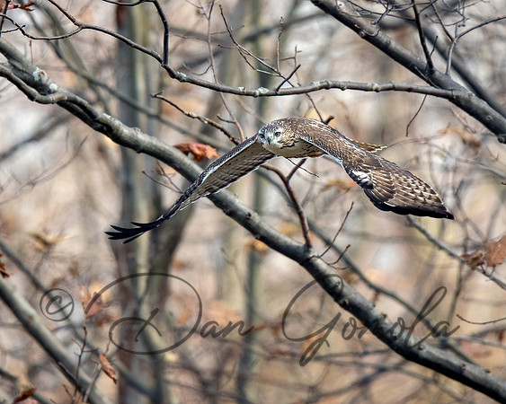 Red-tailed Hawk