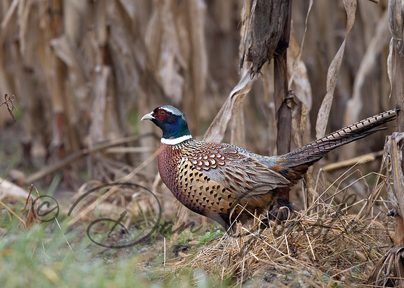 Ring-necked Pheasant