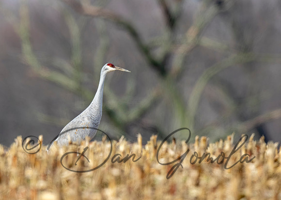 Sandhill Crane