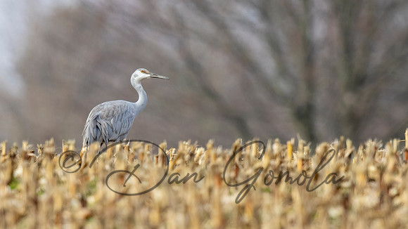 Sandhill Crane