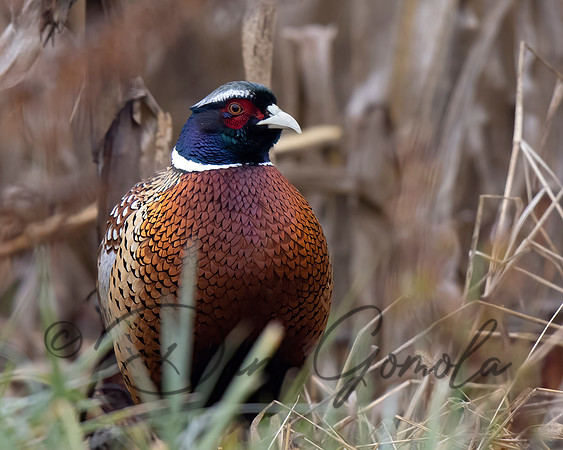 Ring-necked Pheasant