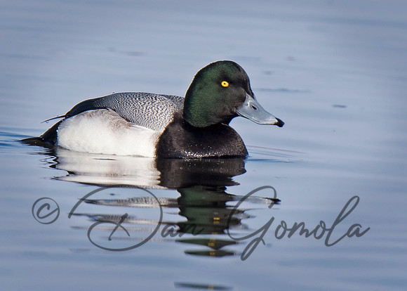 Greater Scaup