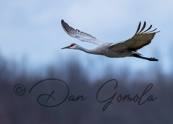Sandhill Crane