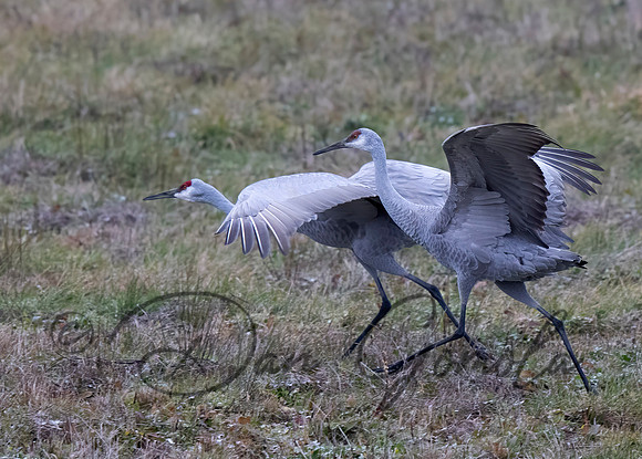 Sandhill Crane