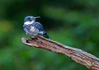Belted Kingfisher