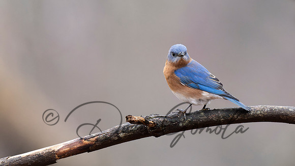 Eastern Bluebird