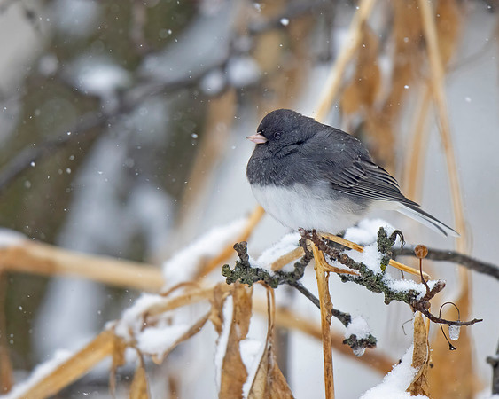 Dark-eyed Junco