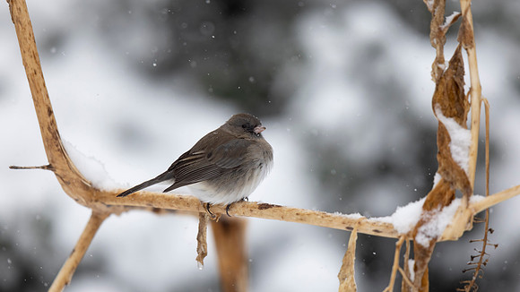 Dark-eyed Junco