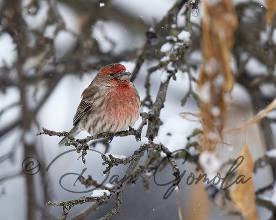 House Finch