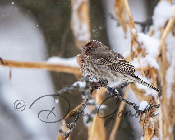 House Finch