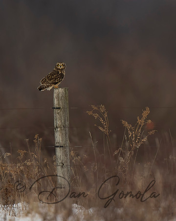 Short-eared Owl