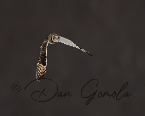 Short-eared Owl