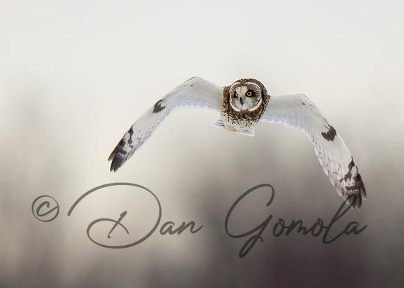 Short-eared Owl