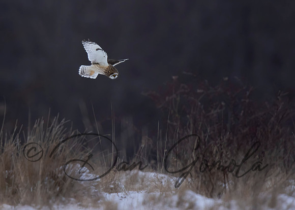 Short-eared Owl
