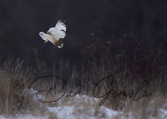 Short-eared Owl