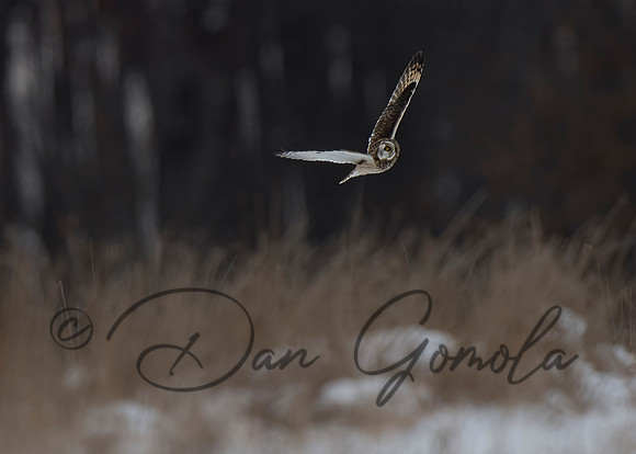 Short-eared Owl