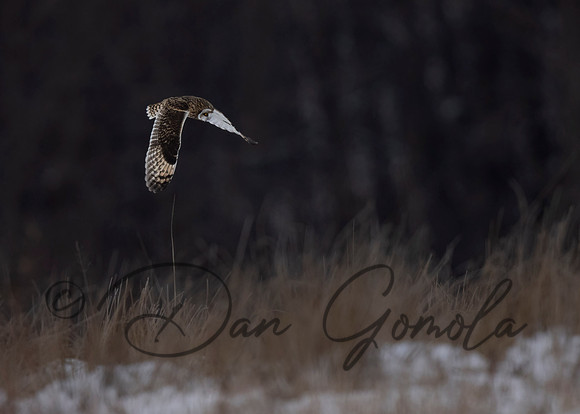 Short-eared Owl