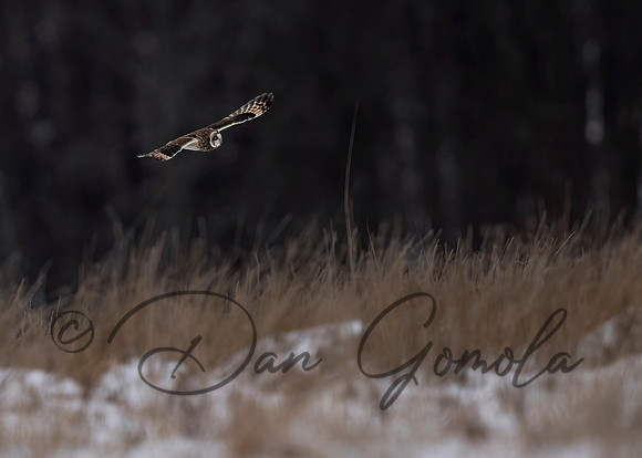 Short-eared Owl