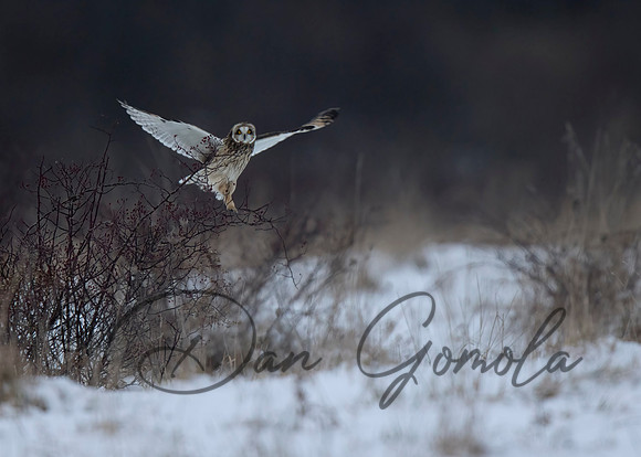 Short-eared Owl