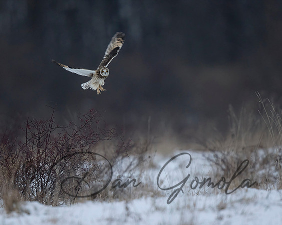 Short-eared Owl