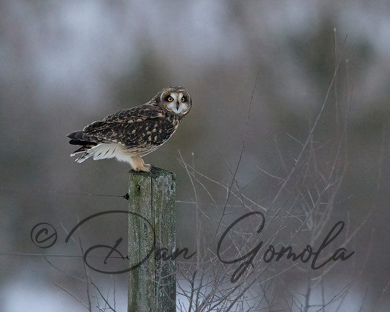 Short-eared Owl