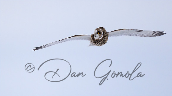 Short-eared Owl