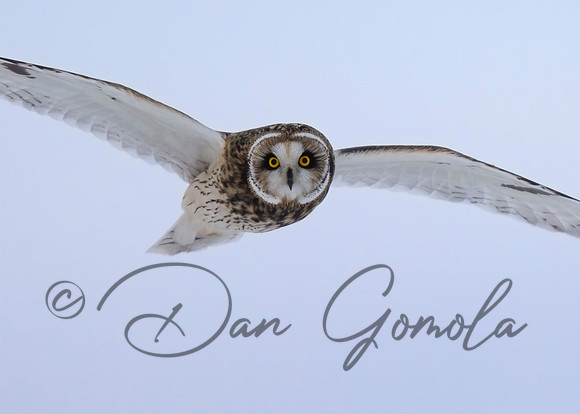 Short-eared Owl