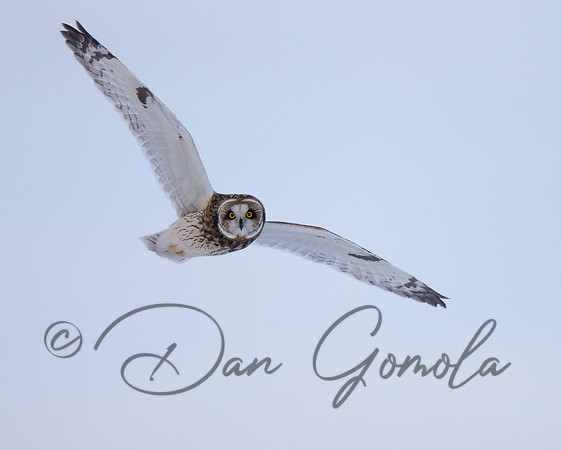 Short-eared Owl