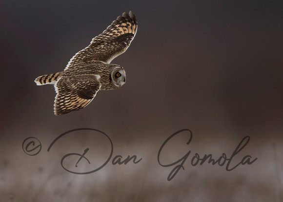 Short-eared Owl