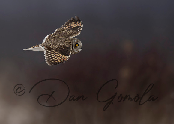 Short-eared Owl