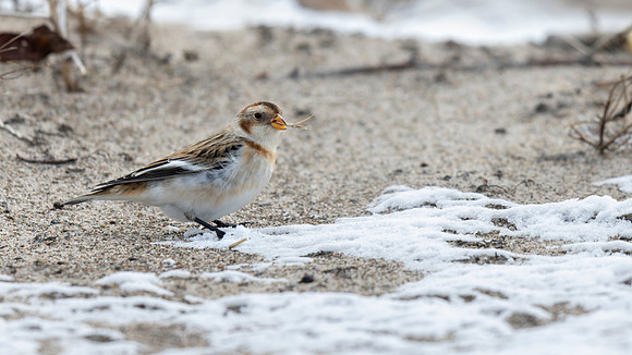 Snow Bunting