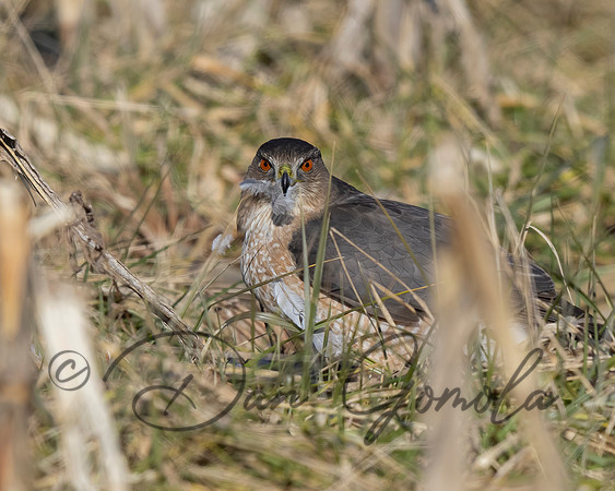 Cooper's Hawk