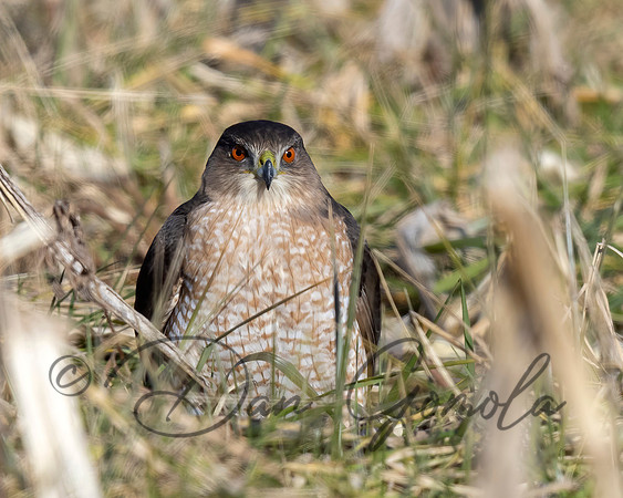 Cooper's Hawk