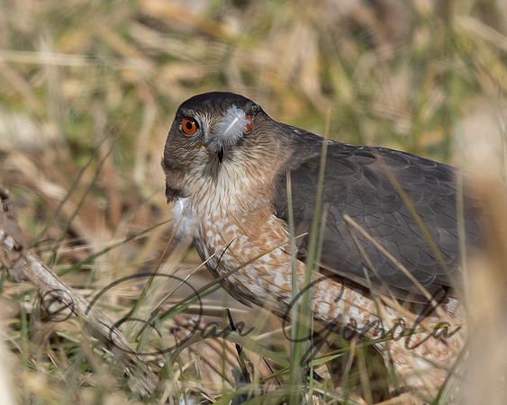 Cooper's Hawk