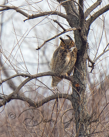 Great Horned Owl