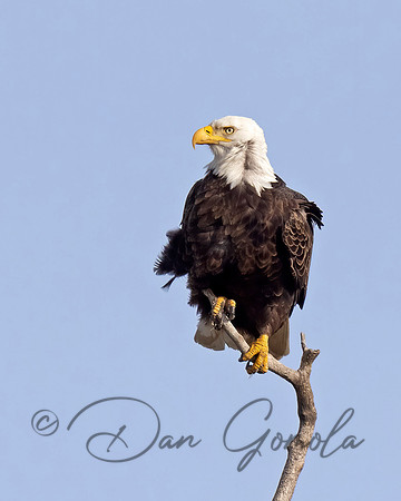 Bald Eagle