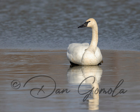 Trumpeter Swan