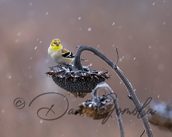 American Goldfinch