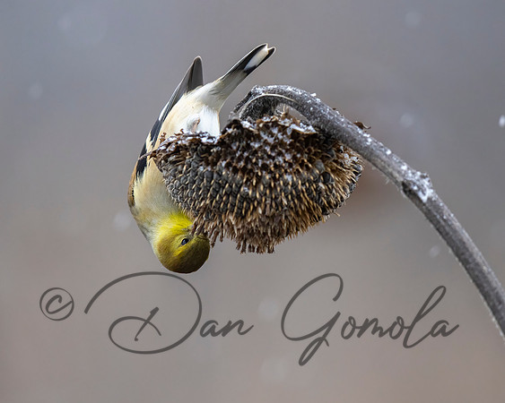 American Goldfinch