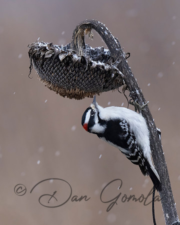 Downey Woodpecker