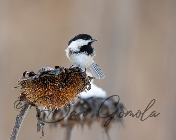 Black-capped Chickadee