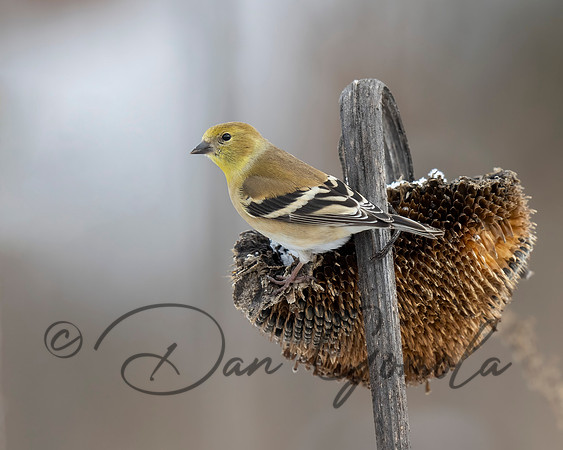American Goldfinch