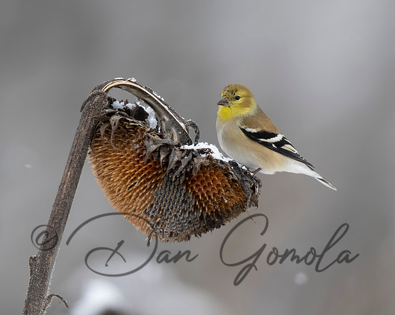 American Goldfinch