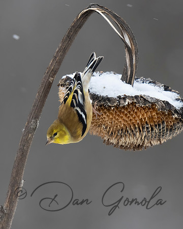 American Goldfinch