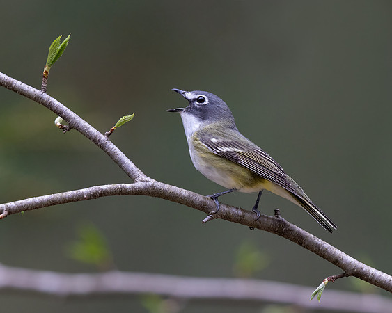 Blue-headed Vireo