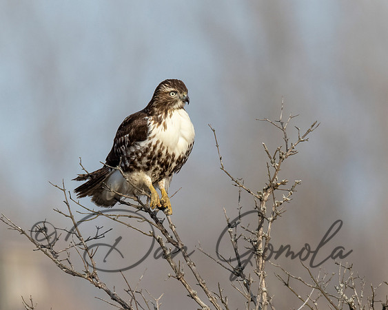 Red-tailed Hawk