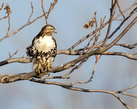 Red-tailed Hawk