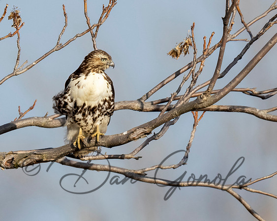 Red-tailed Hawk