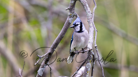 Blue Jay