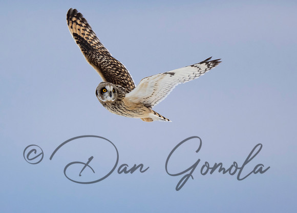 Short-eared Owl